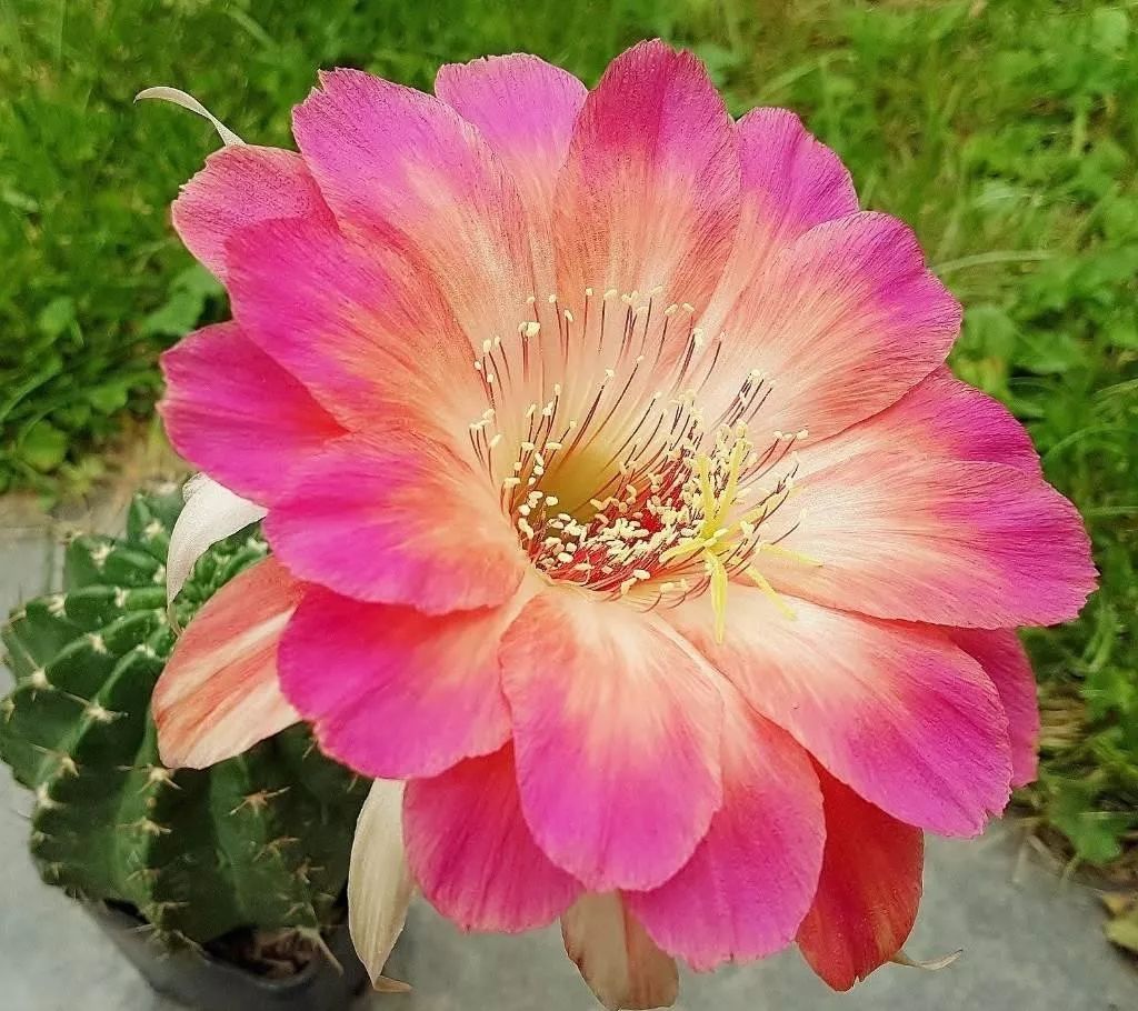 200种·仙人球开花图鉴，大开眼界，美到爆