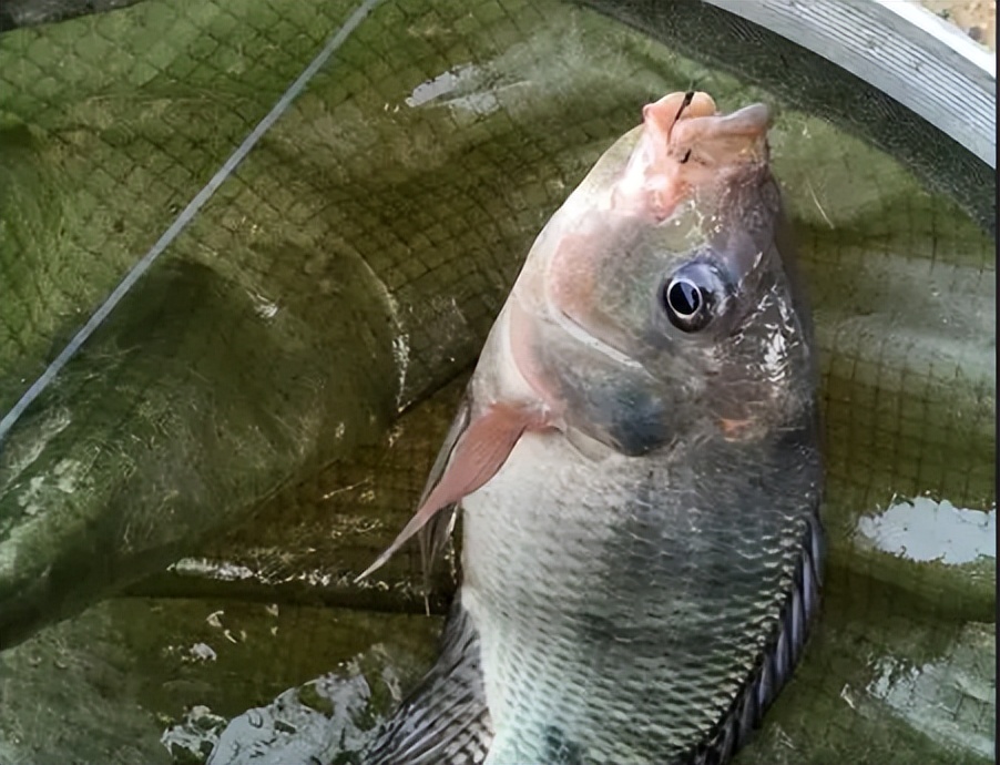 最适合广东养的淡水鱼,广东超级耐养的小型淡水鱼