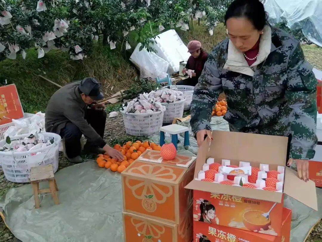 回老家创业种柑橘,大学生创业种柑橘