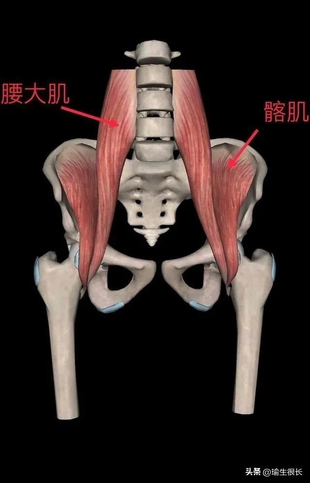 髂腰肌无力瑜伽体式,髂腰肌瑜伽体式瑜伽绳