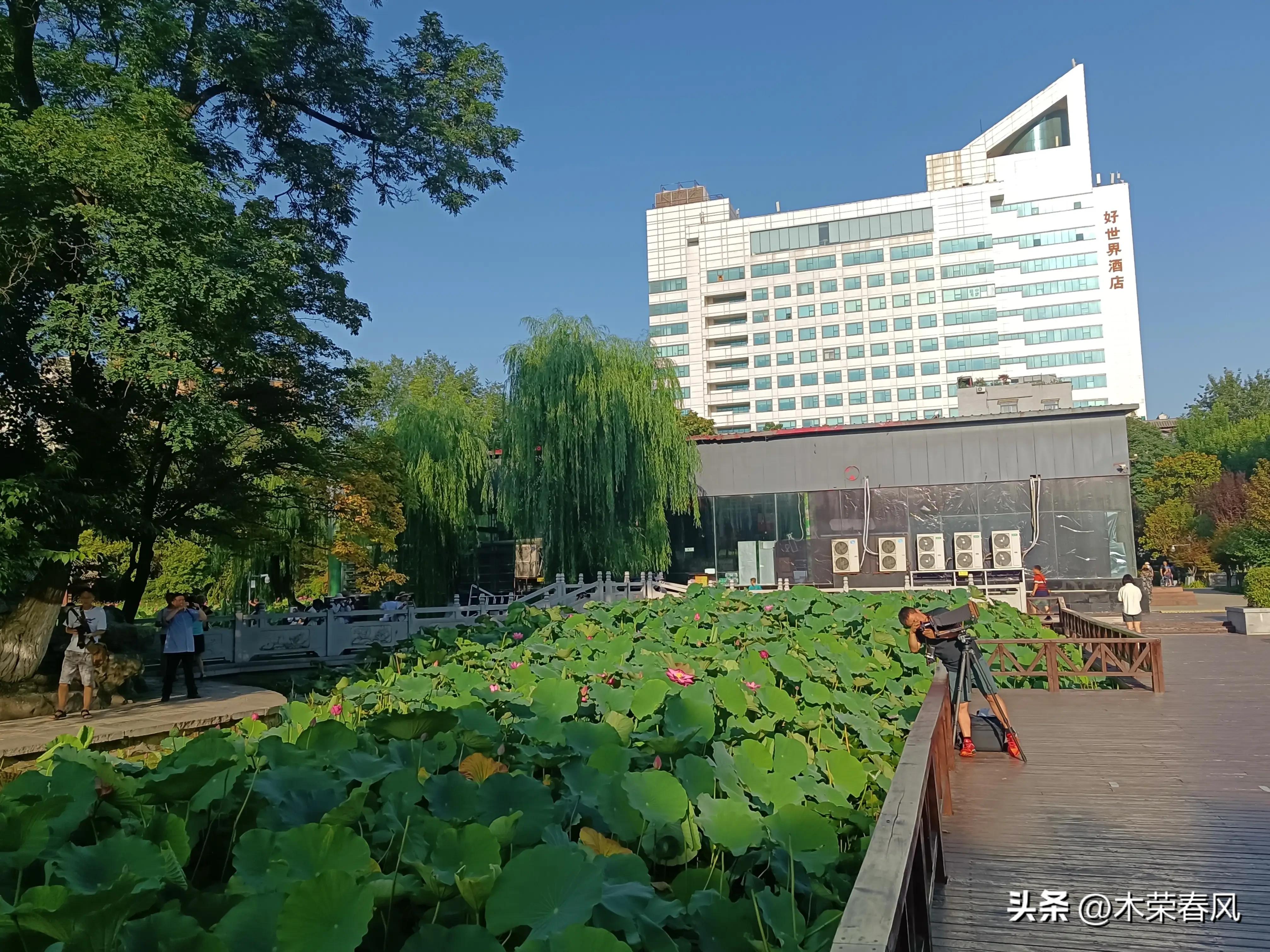 莲湖公园看荷花几点合适,莲湖公园荷花怎么走