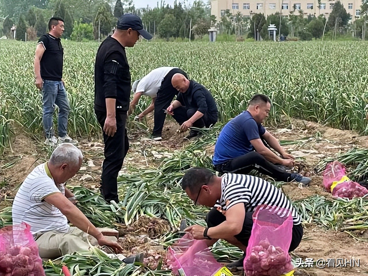 开封20多名球迷赴杞县帮助蒜农收蒜、抽蒜薹