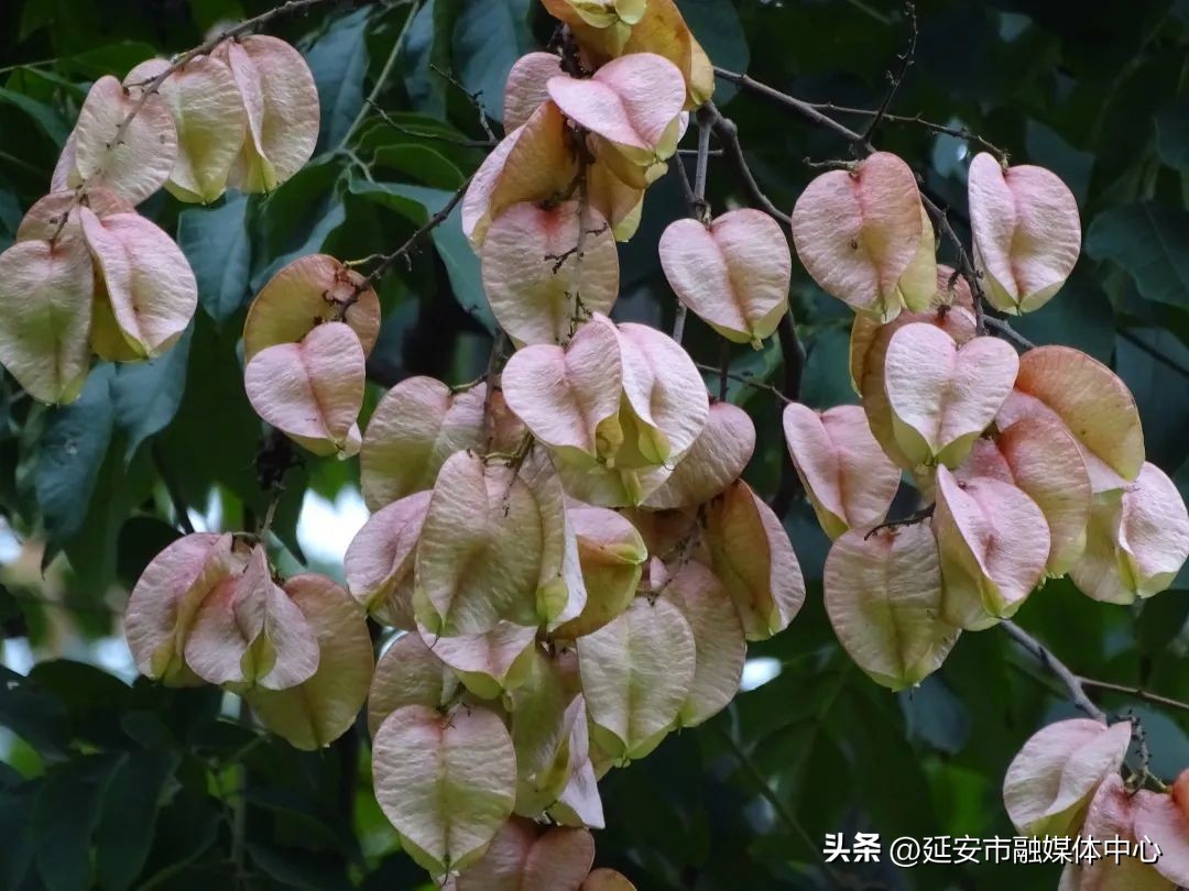 陕西宾馆迎来最佳观花赏景季节,陕西宾馆内景色