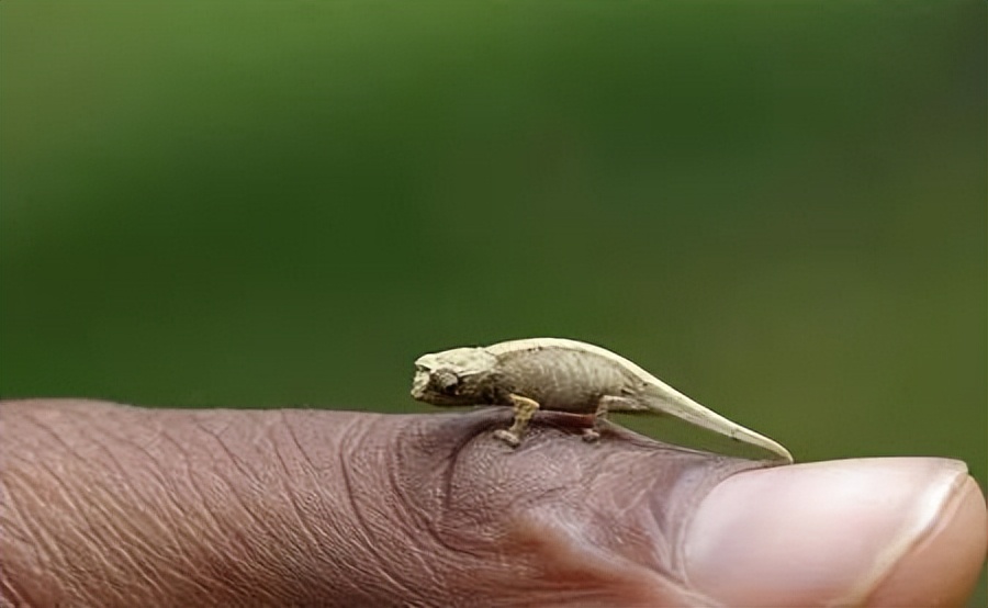 可爱妖娆的小精灵，超过瘾|这里的狐猴也太好撸了吧！