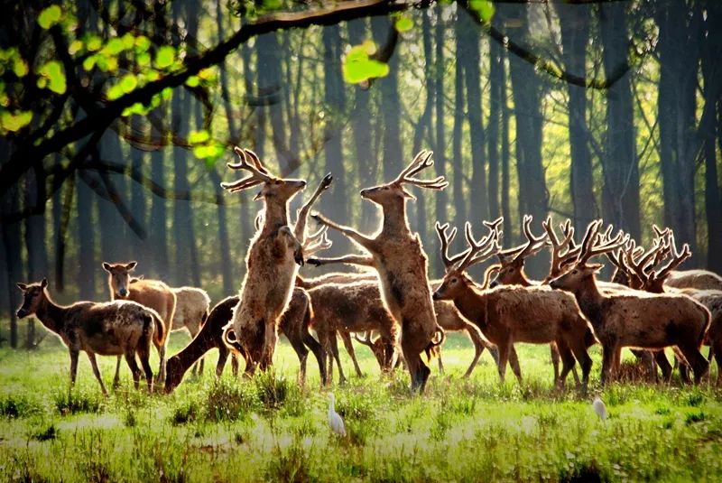 神奇盐城黄海湿地，600年前被施耐庵装进了《水浒传》|方志江苏