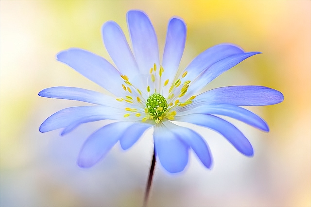 拍摄技巧如何拍摄好看的花卉照片,拍摄花卉技巧大全图片