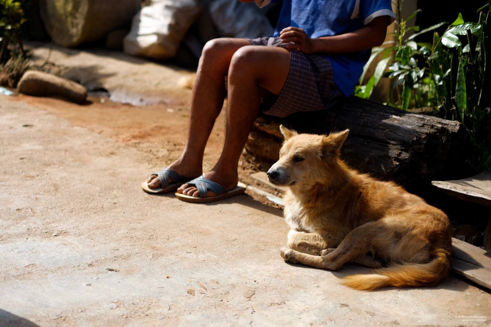 养了八年的土狗能卖掉吗,为什么有人收购十年以上的土狗