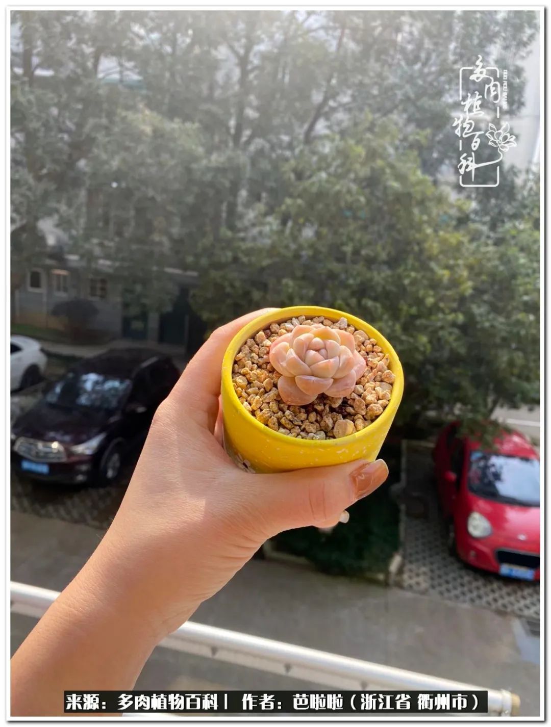 超级能治愈心情的多肉,治愈心灵的彩色植物