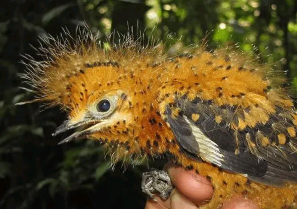 男子捡到怪鸟脖子,男子发现怪鸟在阳台脖子如纸片