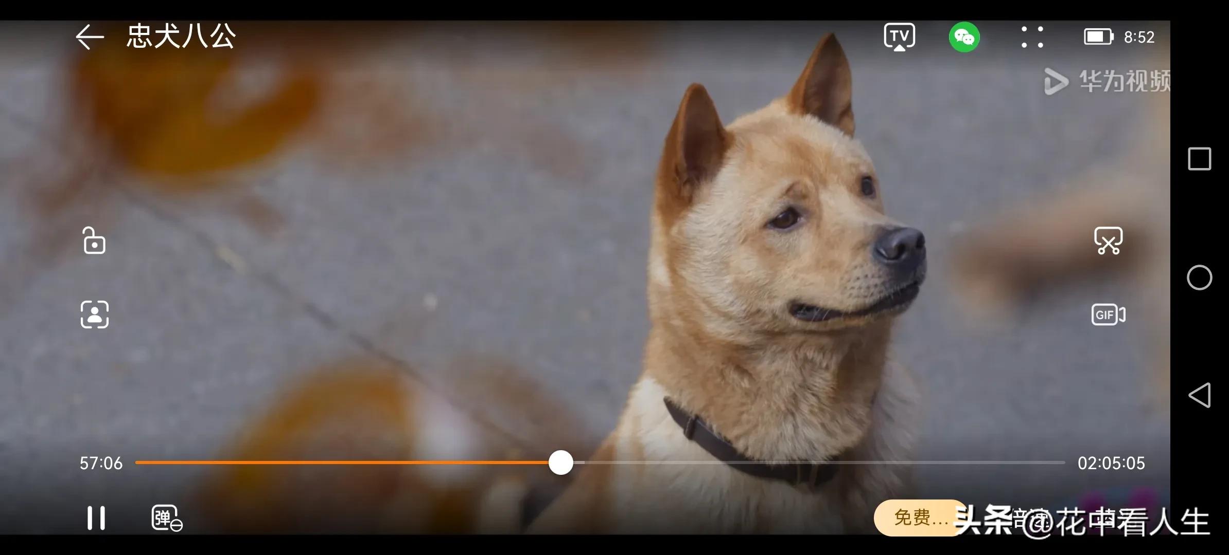 一人一狗的经典故事,一人一狗的故事完整版