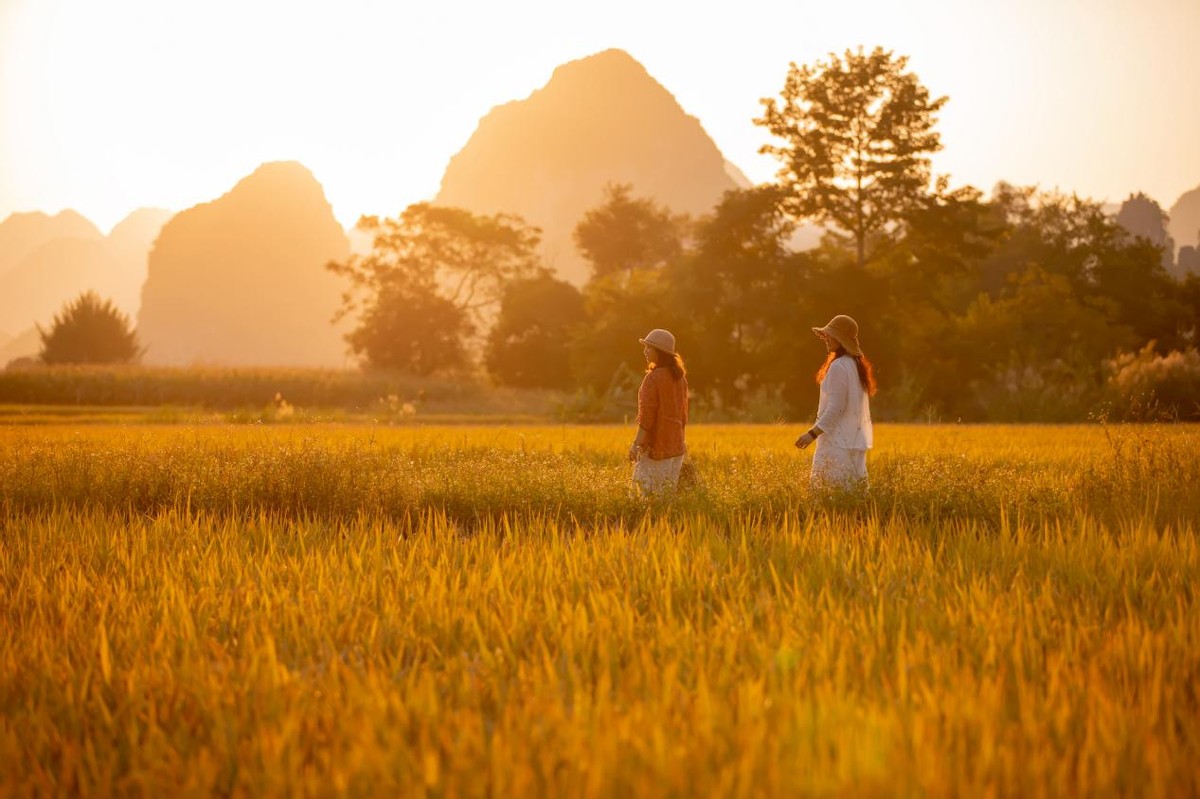 “天等”秋色也等你