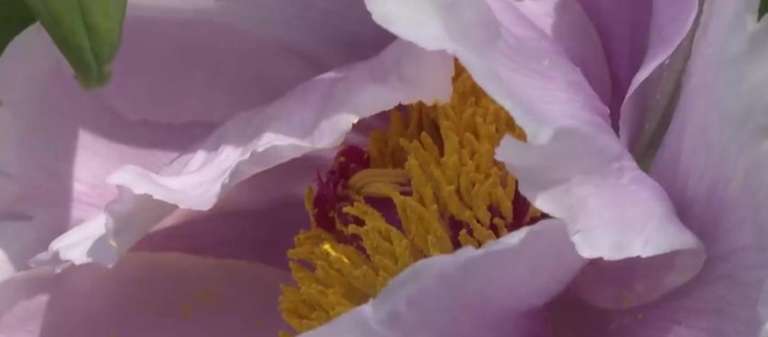 【城事】恰百花盛开品生活如蜜