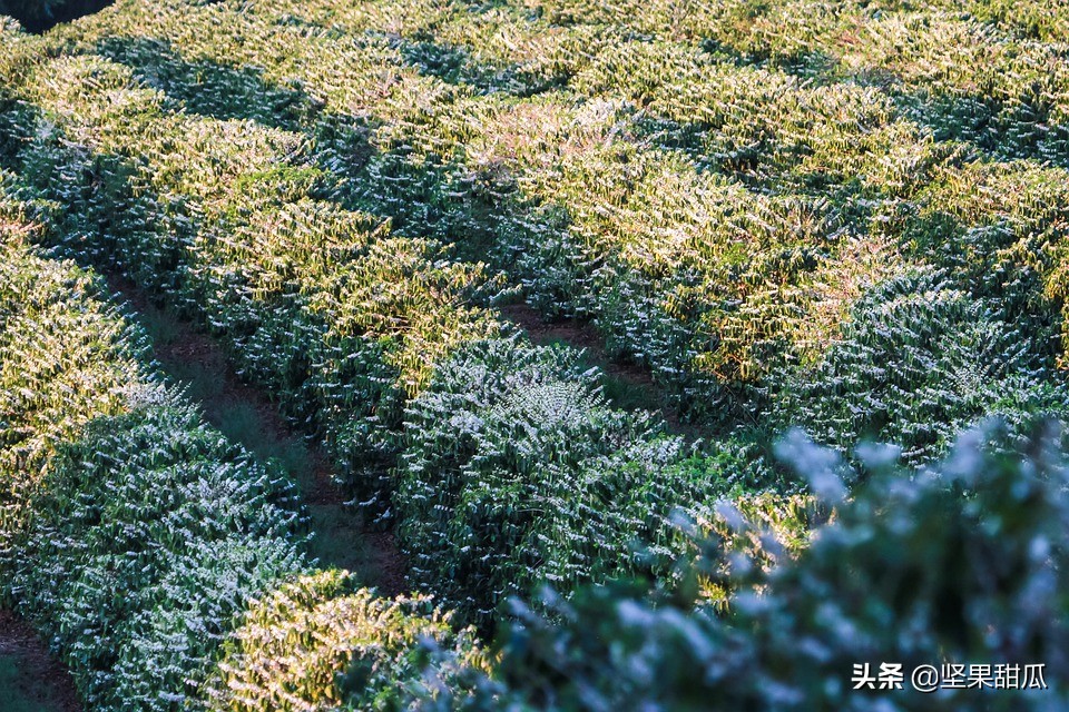 巴西国土资源有多好,巴西盛产什么农业产品