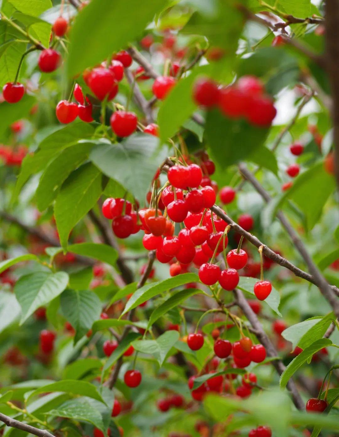 青岛在哪摘樱桃,青岛摘樱桃的好去处