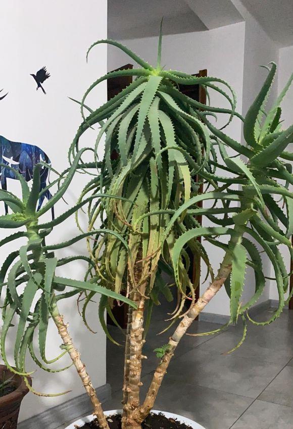 家家户户都养的芦荟，凭啥能长2米高？养绿植，还是芦荟好养