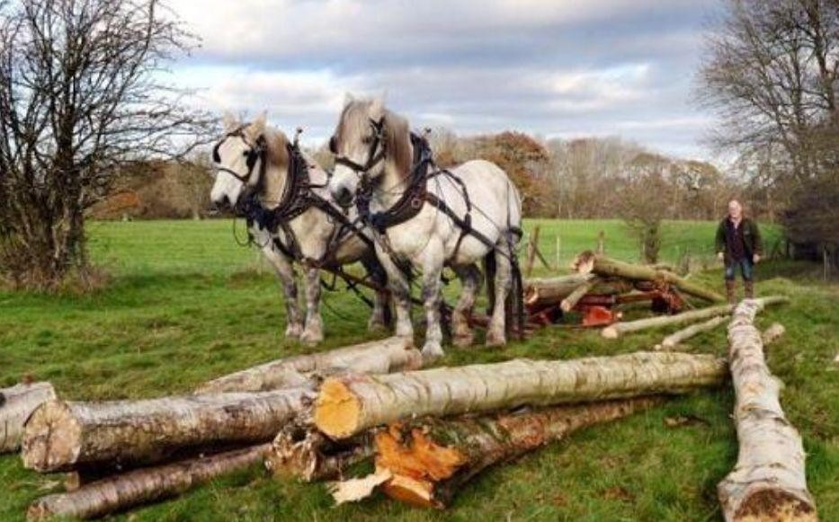 木材交易,为何能成为中世纪英国与波罗的海之间的枢纽?