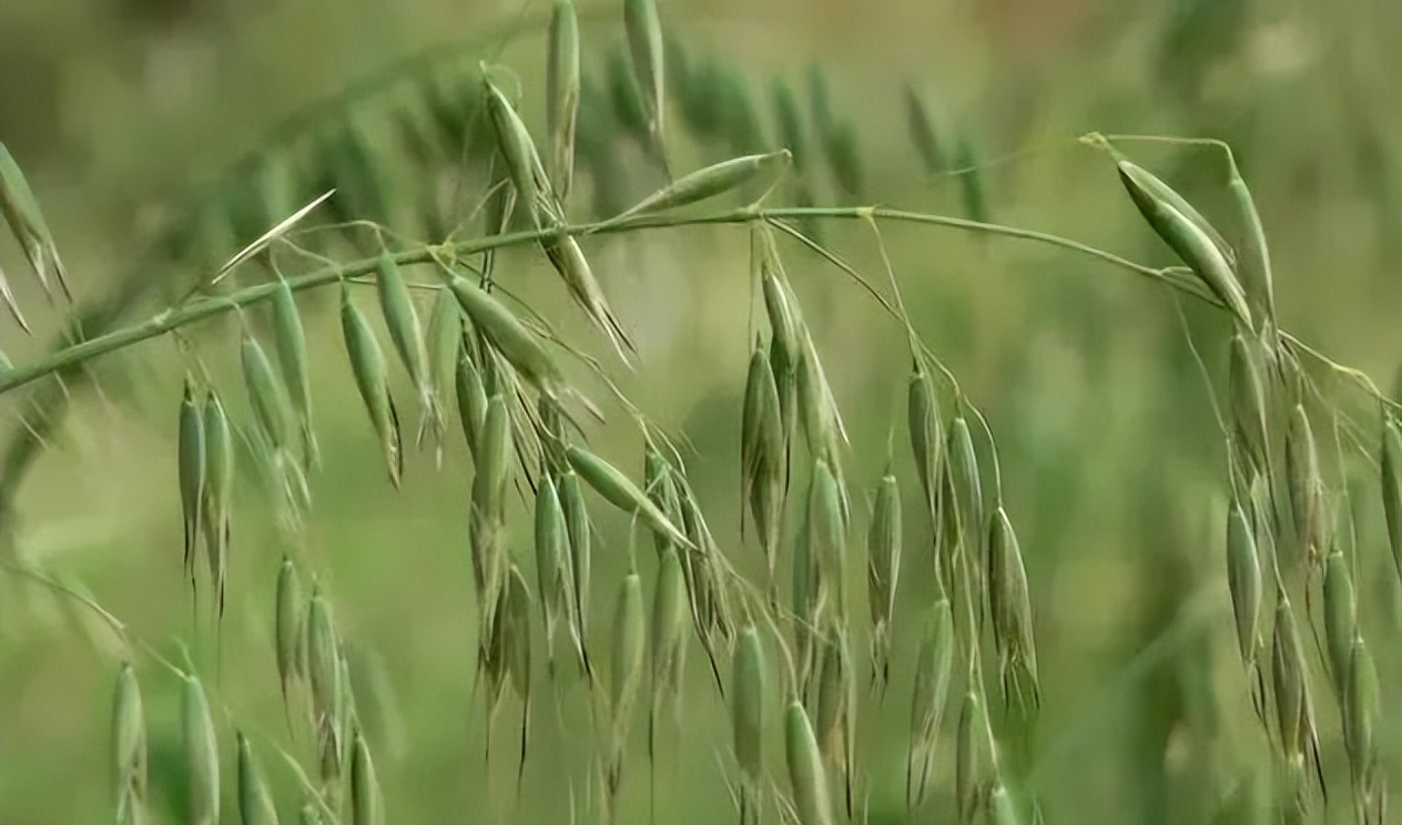 带200斤物品荒野求生一年，你能怎么过？