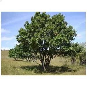 蒙古栎树也叫橡树,蒙古栎辽东栎的区别