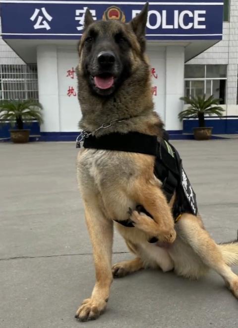 警犬巴顿有多凶猛,帅网红警犬巴顿训练视频