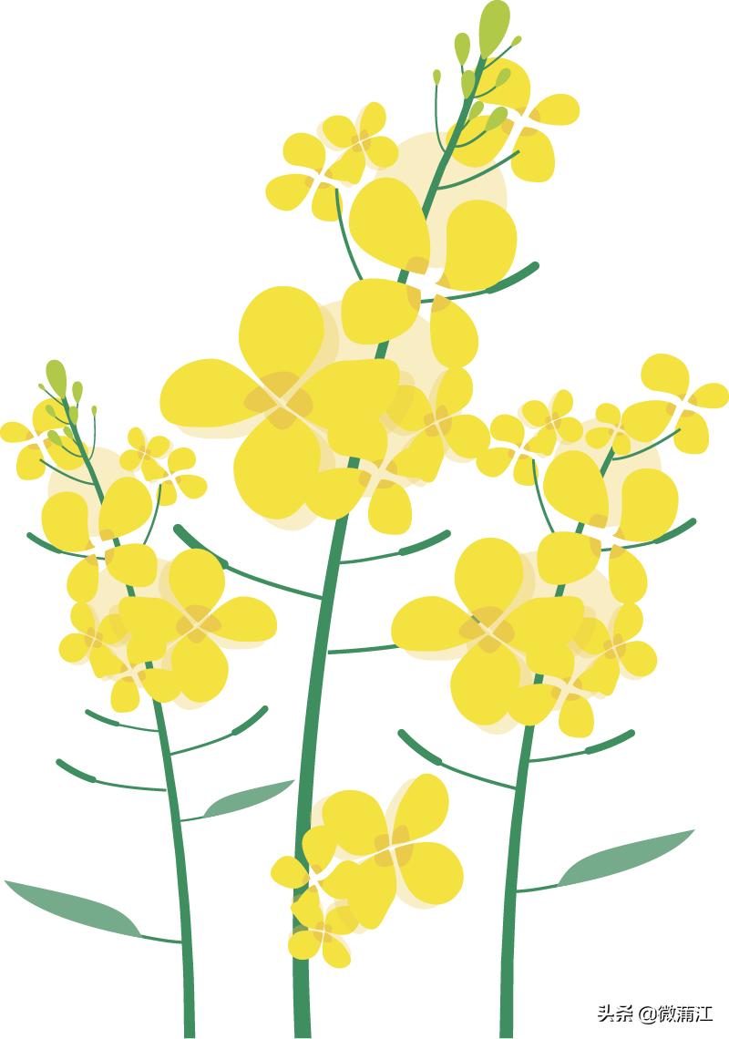 【新蒲江人】成都蒲江县乡村规划师邓小玲:扎根基层10年做乡村和规划之间的“桥梁”