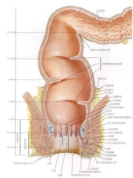 大肠癌科普知识,大肠癌最准确的筛查方法