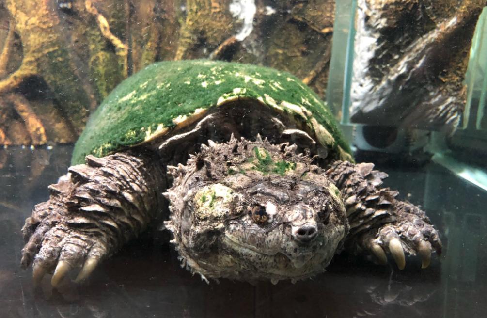 江苏男子花530万买下3只受伤乌龟,放生鳄鱼龟危害