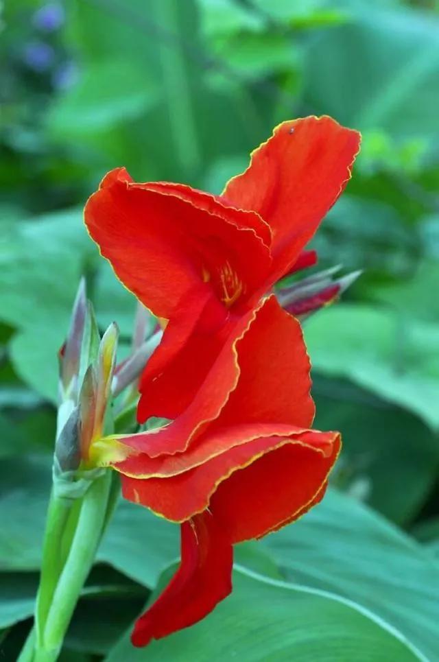 一花一世界一念一佳人的图片,一花一世界一叶一春秋图片