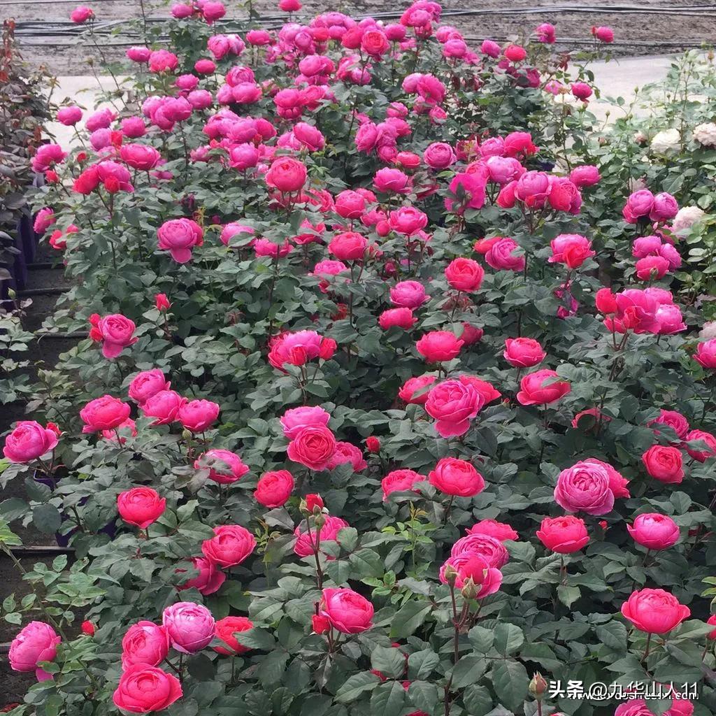 通过adr认证的月季品种,奥古斯塔路易斯月季是adr认证吗