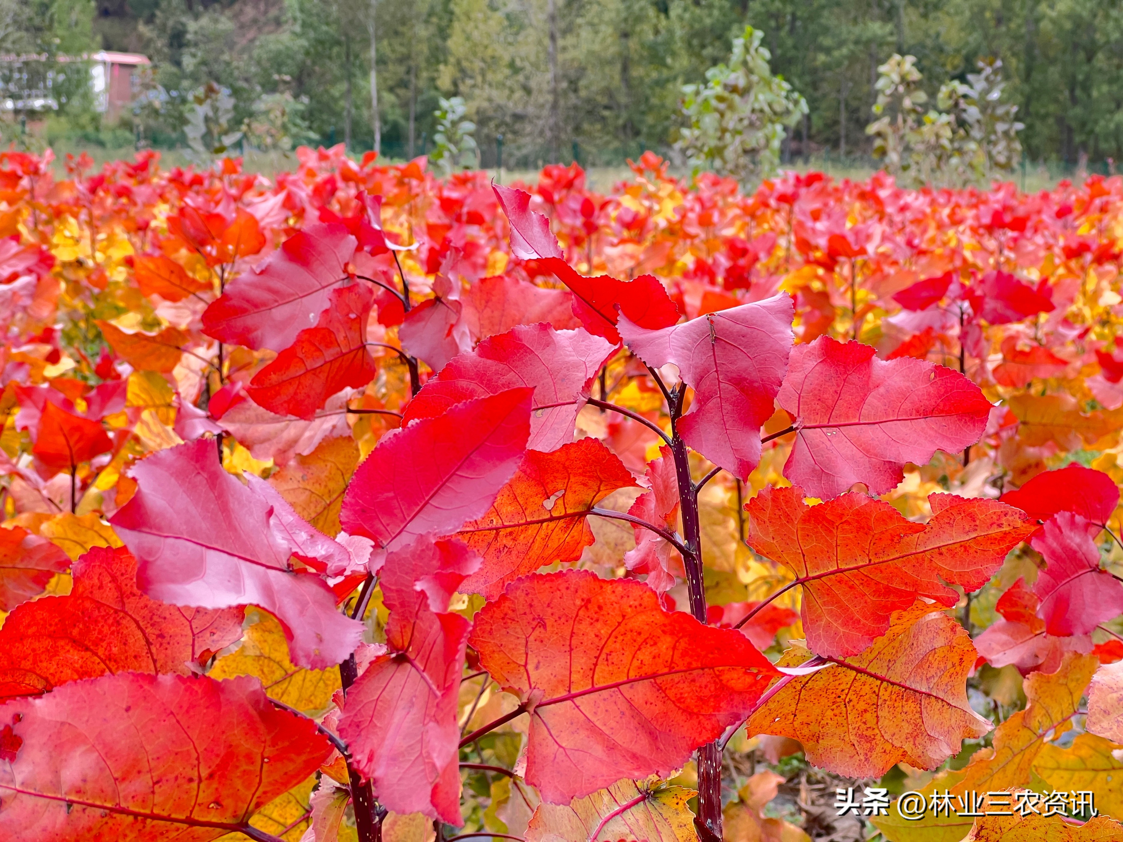 未来苗木市场的竞争,未来三年苗木市场