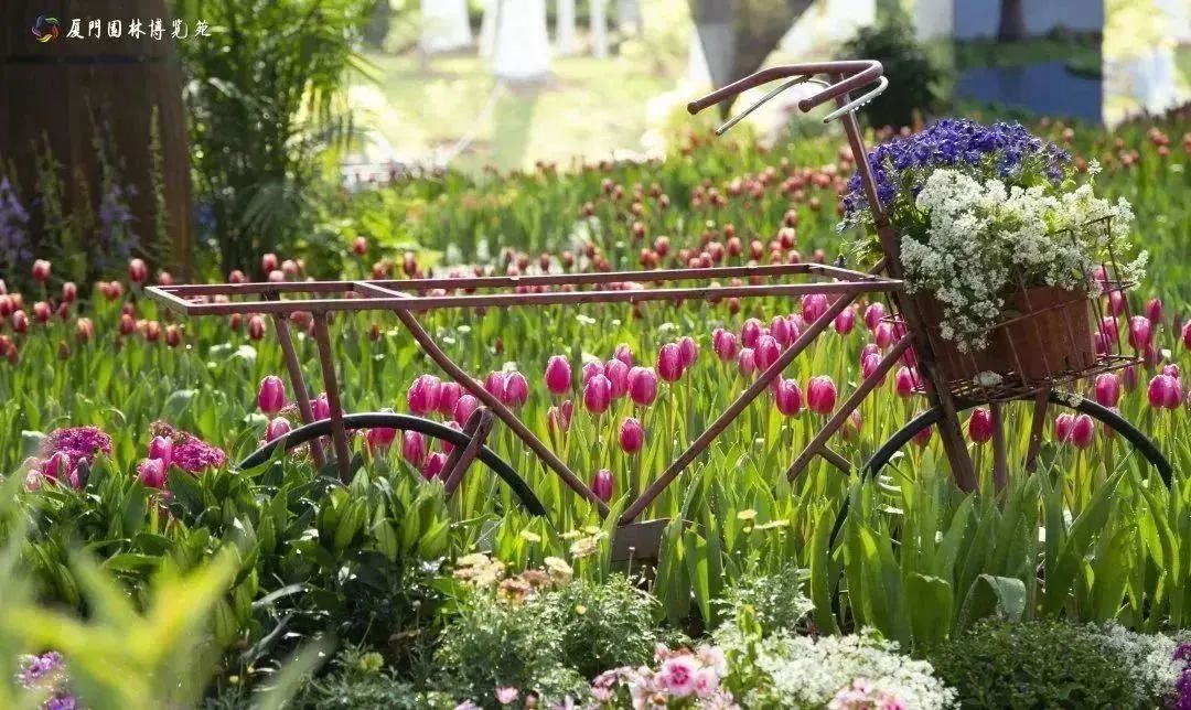 厦门十大最美花海,盘点厦门最美花海的地方