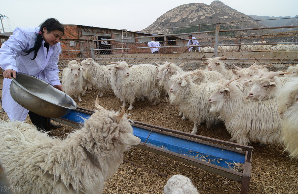 养羊的10大忠告和利润,养羊的利润与成本真实笔记