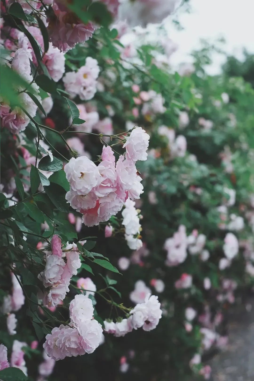 听我的，四月的杭州才是浪漫天花板。