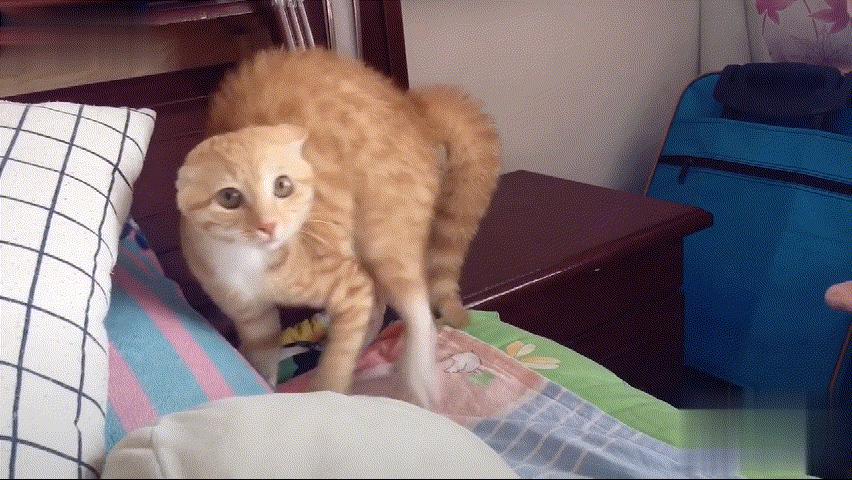 猫咪骗水喝的办法,猫咪骗水神器视频大全