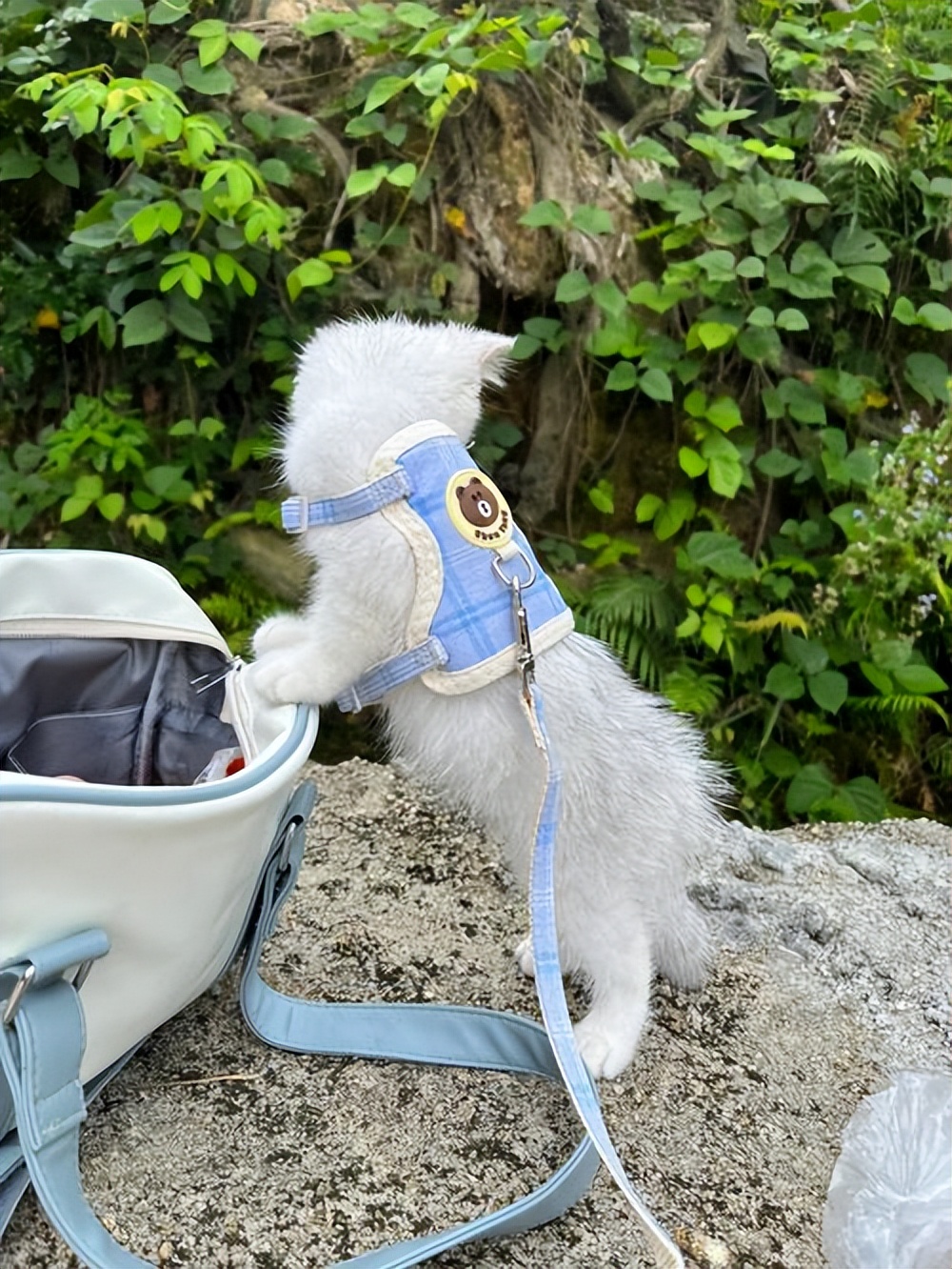 猫咪有这三种行为说明你得罪它了,千万不要忽略了猫咪这几种行为