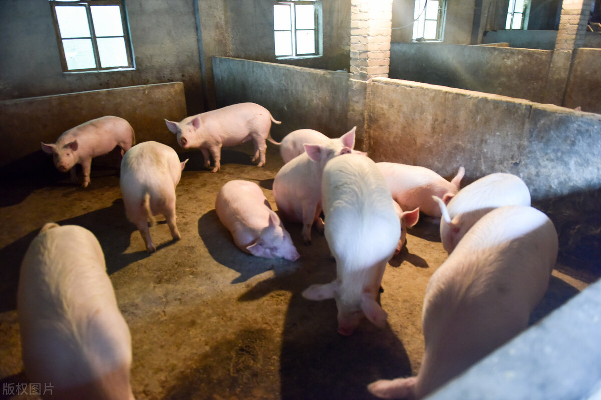 母猪常见问题处理,母猪常见问题及处理方法