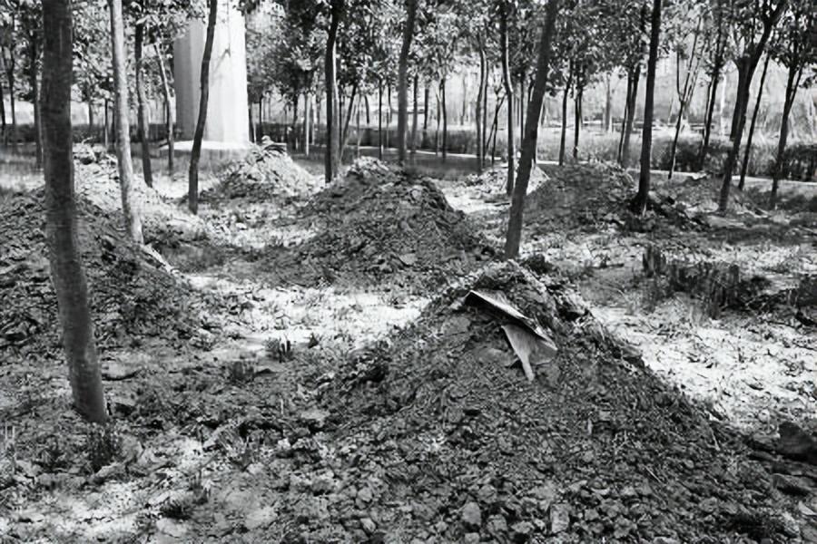 深圳七娘山突现罕见小灵猫！为何人类是罪魁祸首？华南虎何时再现