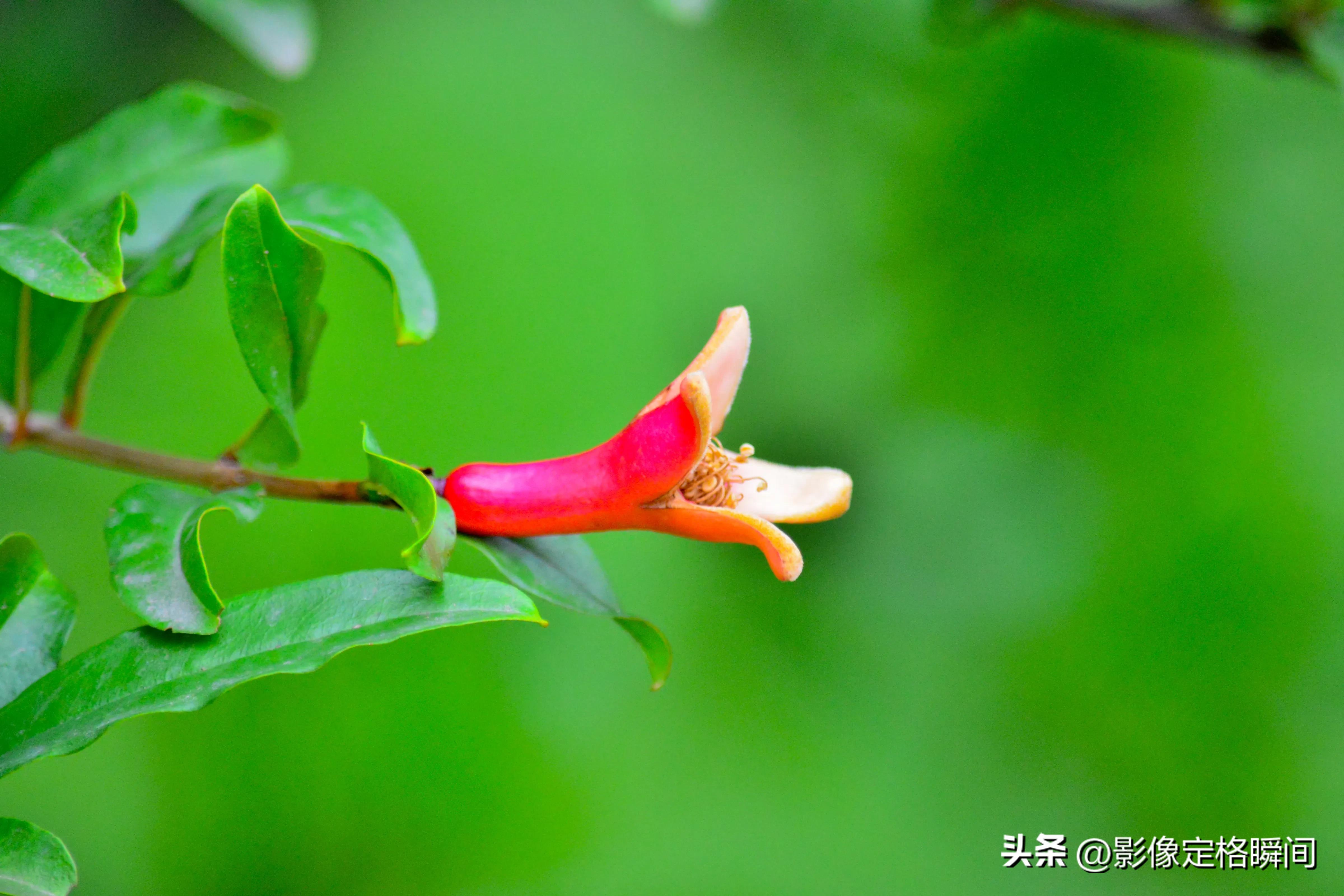 夏日花朵摄影笔记之石榴花—对美好生活的向往