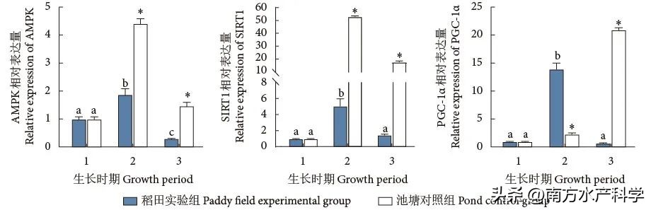 金背鲤｜稻田里的金色宝藏