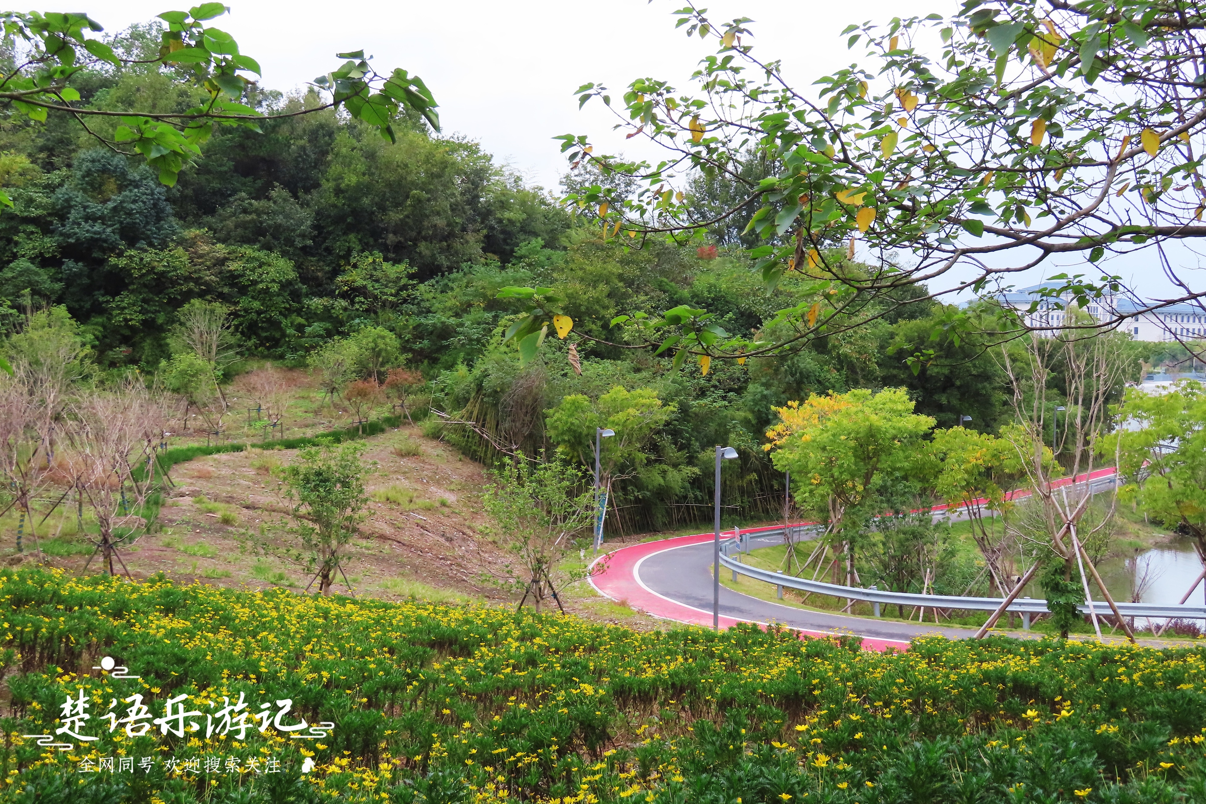 宁波附近粉黛花海,粉黛花海宁波