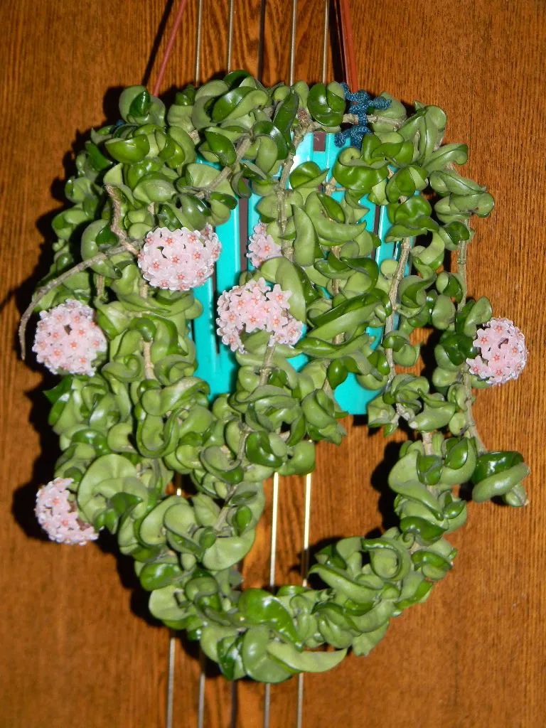 球兰养花养殖方法和注意事项,封闭阳台养花球兰