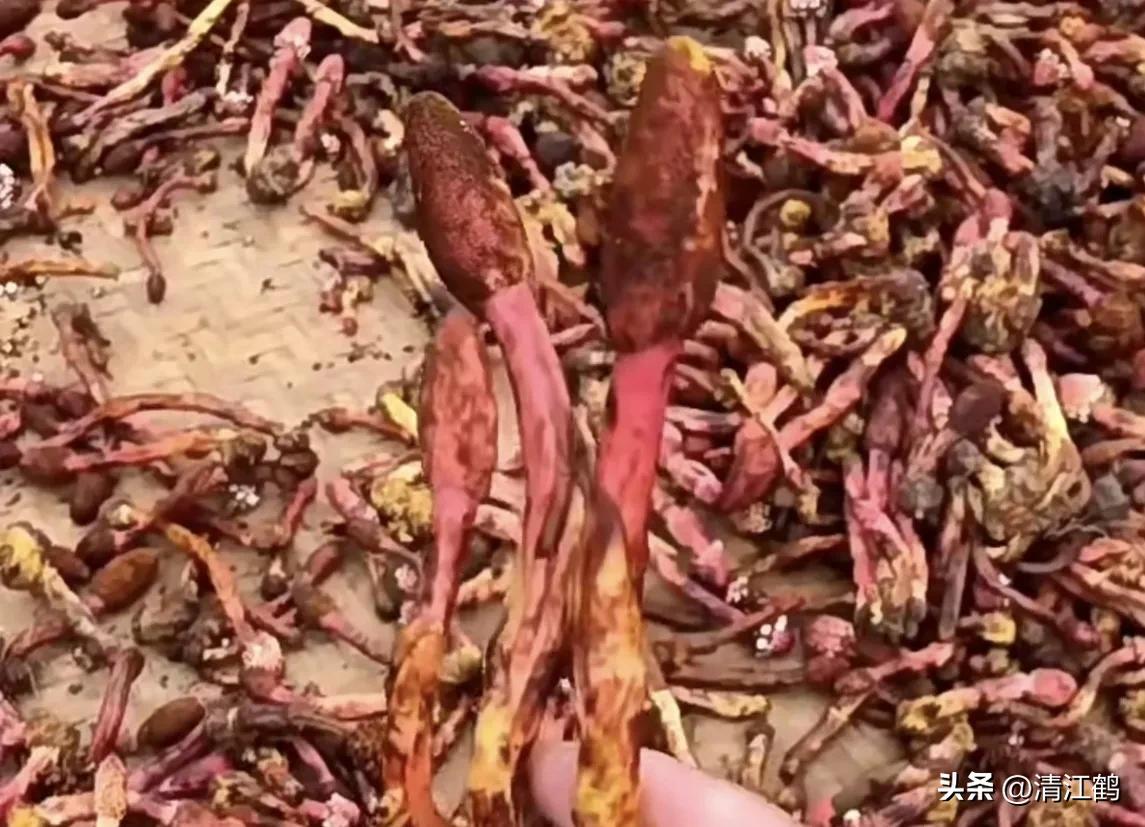 中草药回春草的价格,中草药回春草图片功效和别名