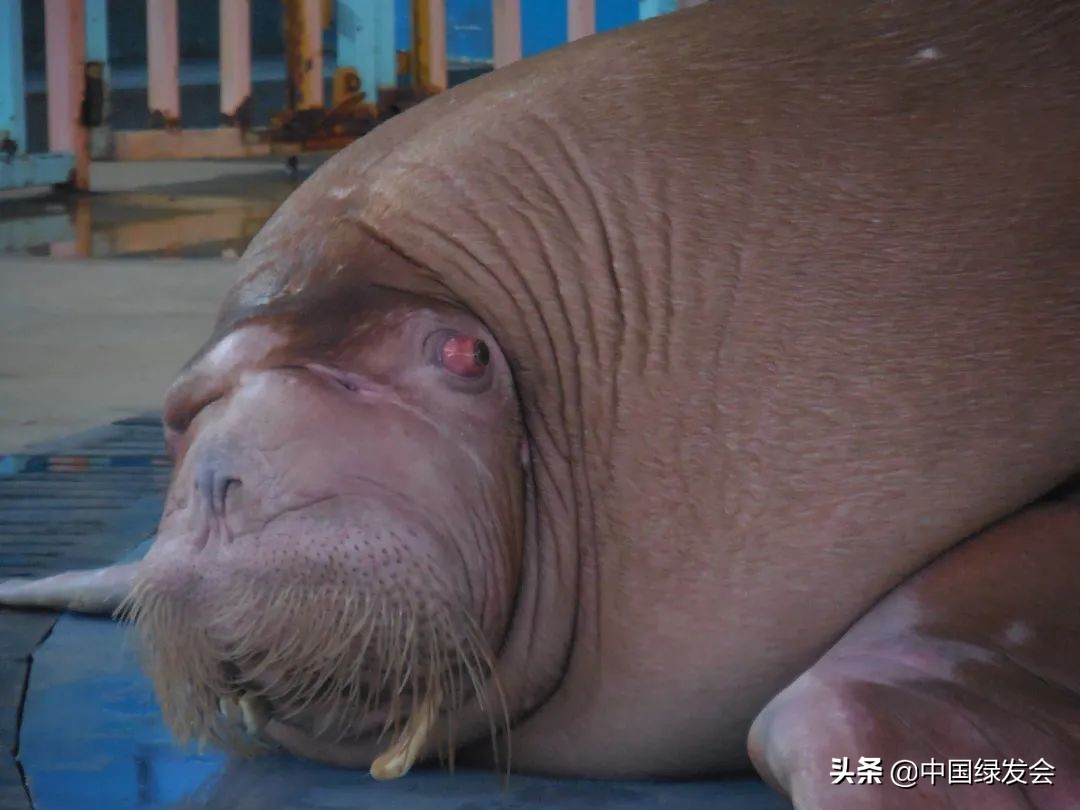 武汉海昌海洋公园的表演印象深刻,武汉极地海洋世界海象表演