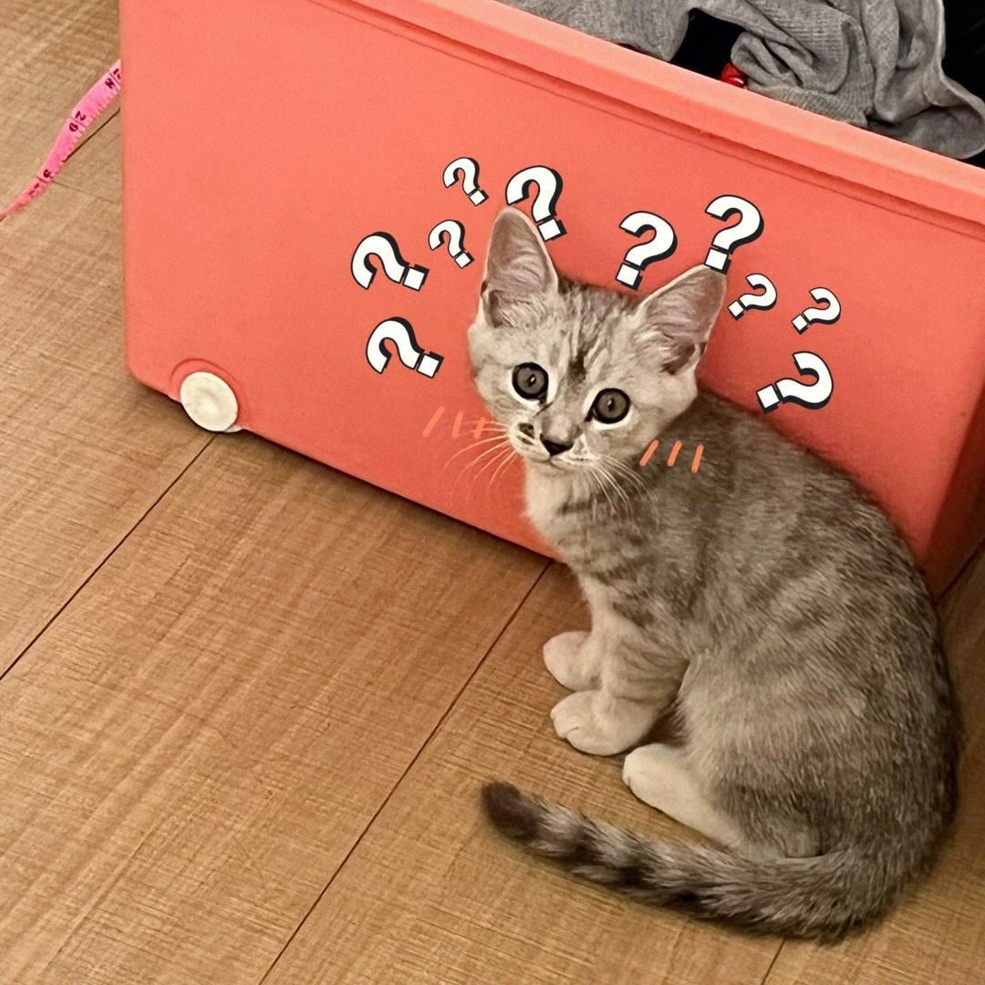 猫的智商最高的是什么品种,从猫喝水的姿势就能看出它的智商