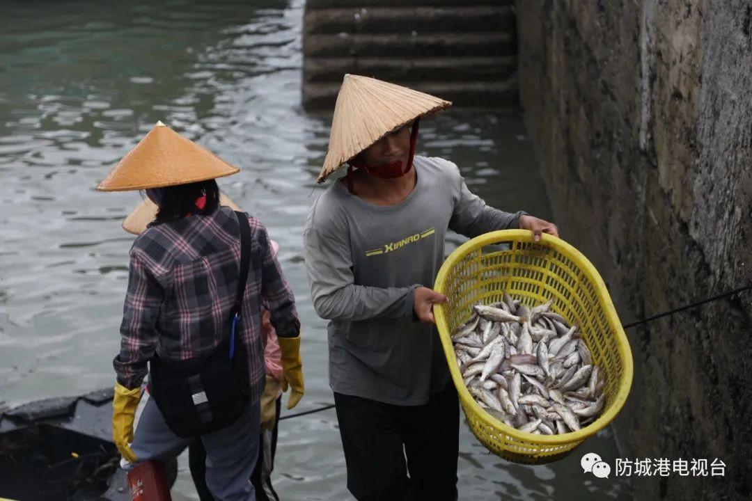 开海了一大波肥美海鲜上岸,开海去哪买海鲜