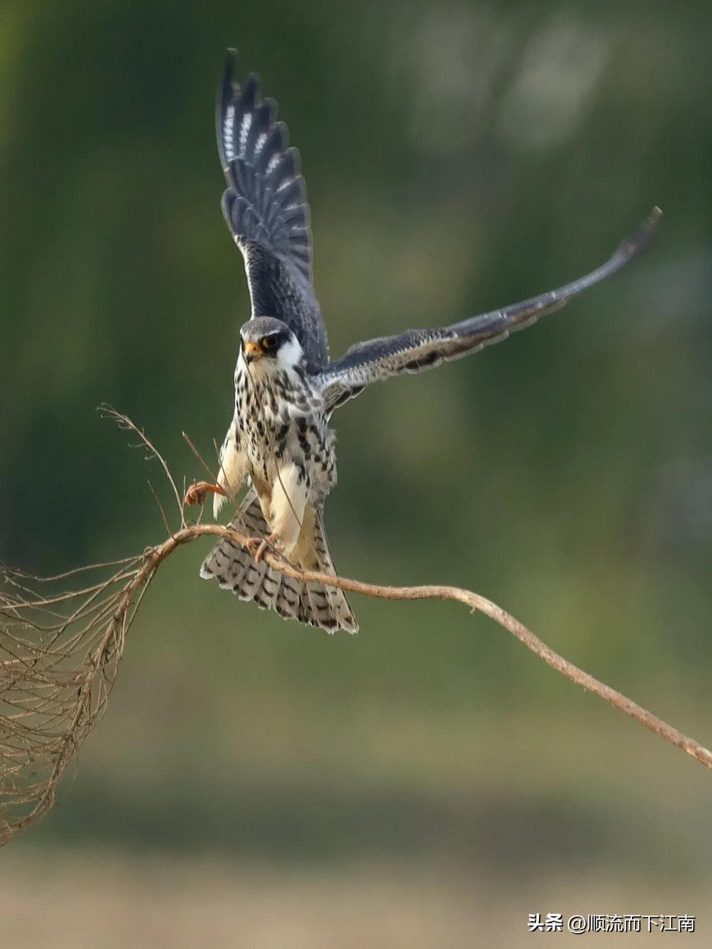 红脚隼叫声,红脚隼
