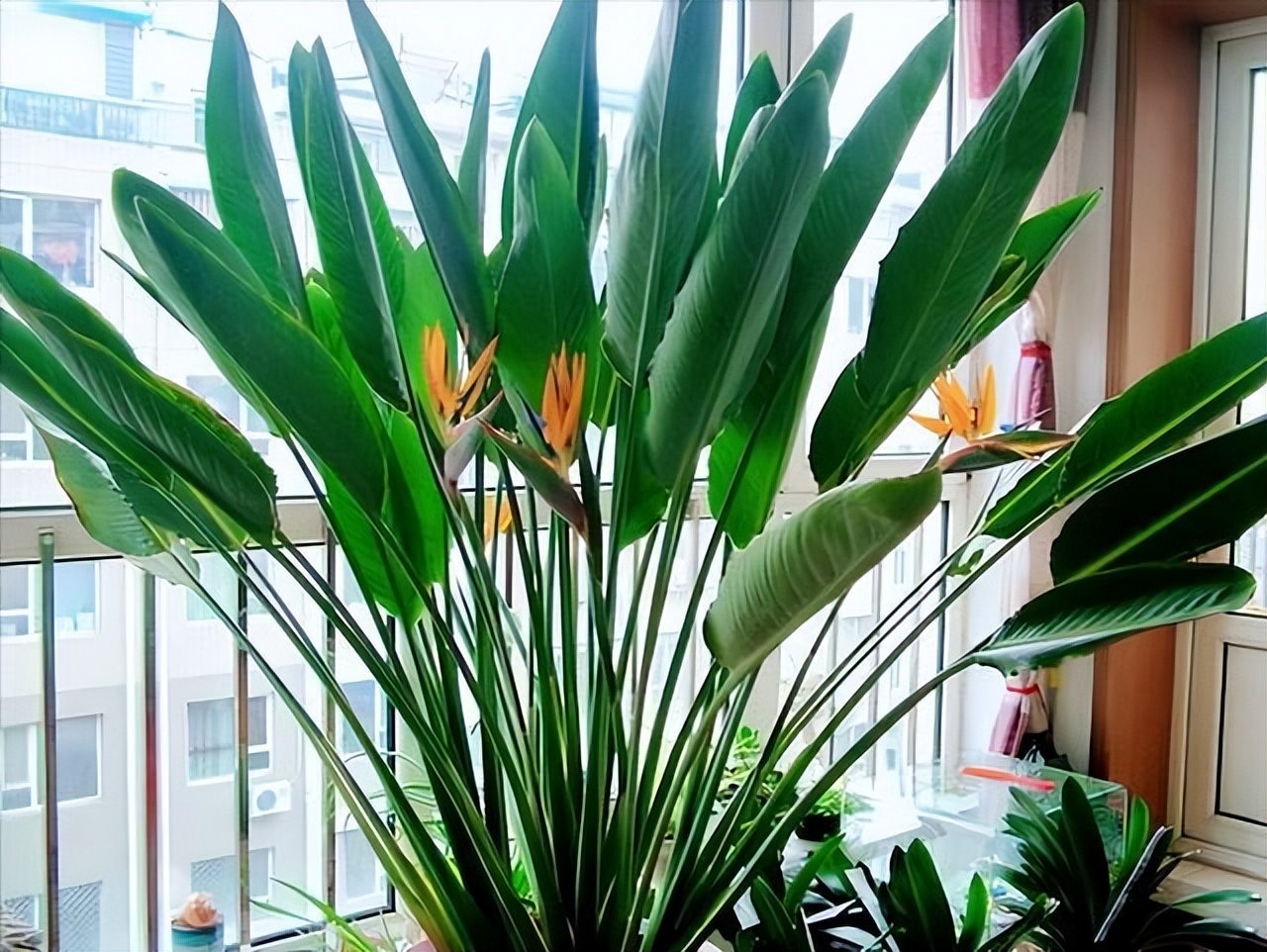 客厅养什么花好看又好养,客厅养什么花好看又好养活