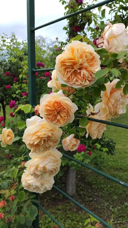 欢笑格鲁吉亚藤本,欢笑格鲁吉亚会变色吗