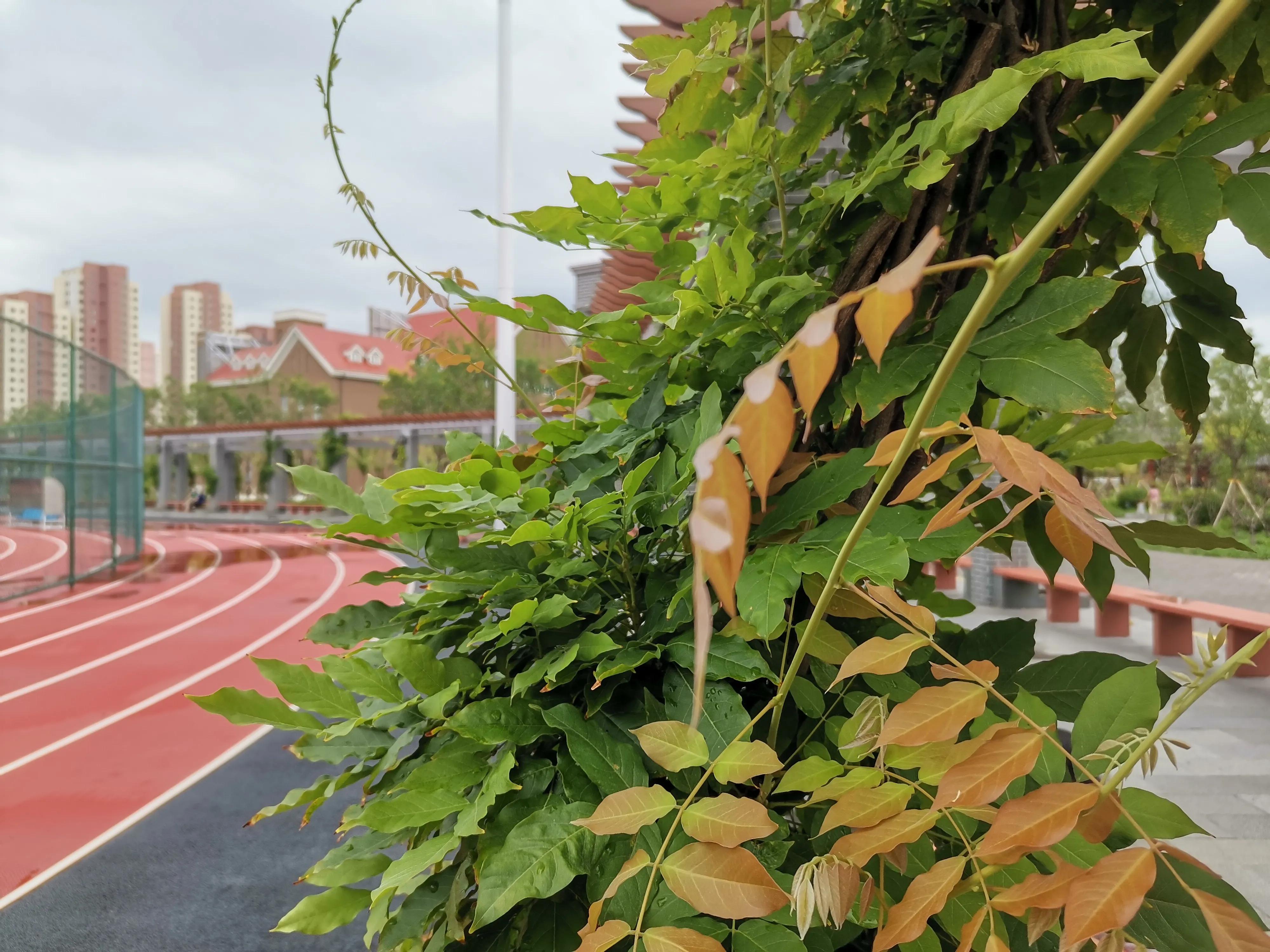 大雨过后的天津,大雨后的公园视频
