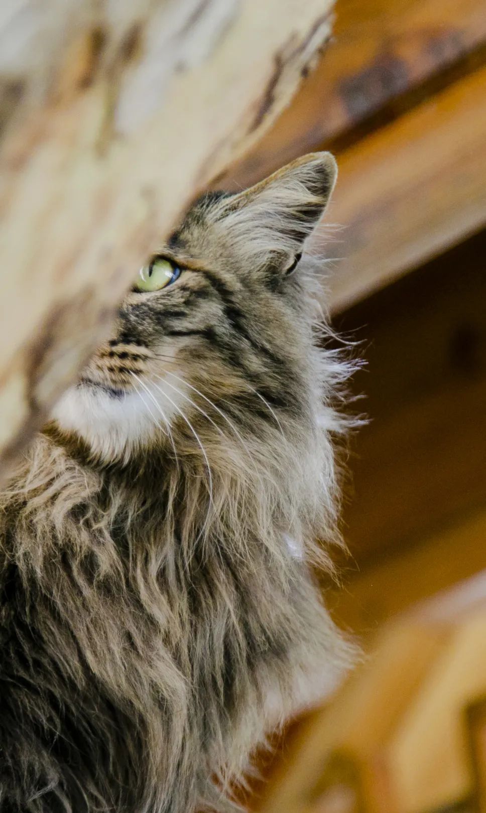 毛森森,观复猫毛森森