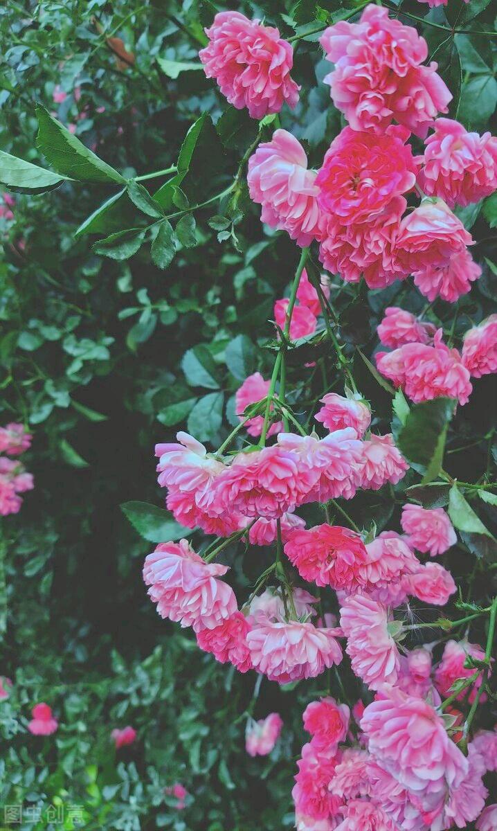 一花一世界一叶一花一菩提,春天来了一花一世界一叶一菩提